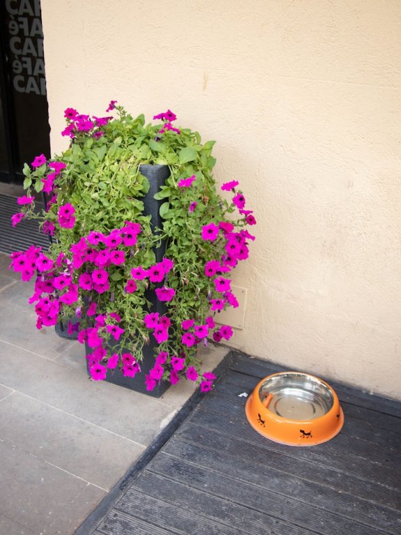 Фото Hotel Arrope