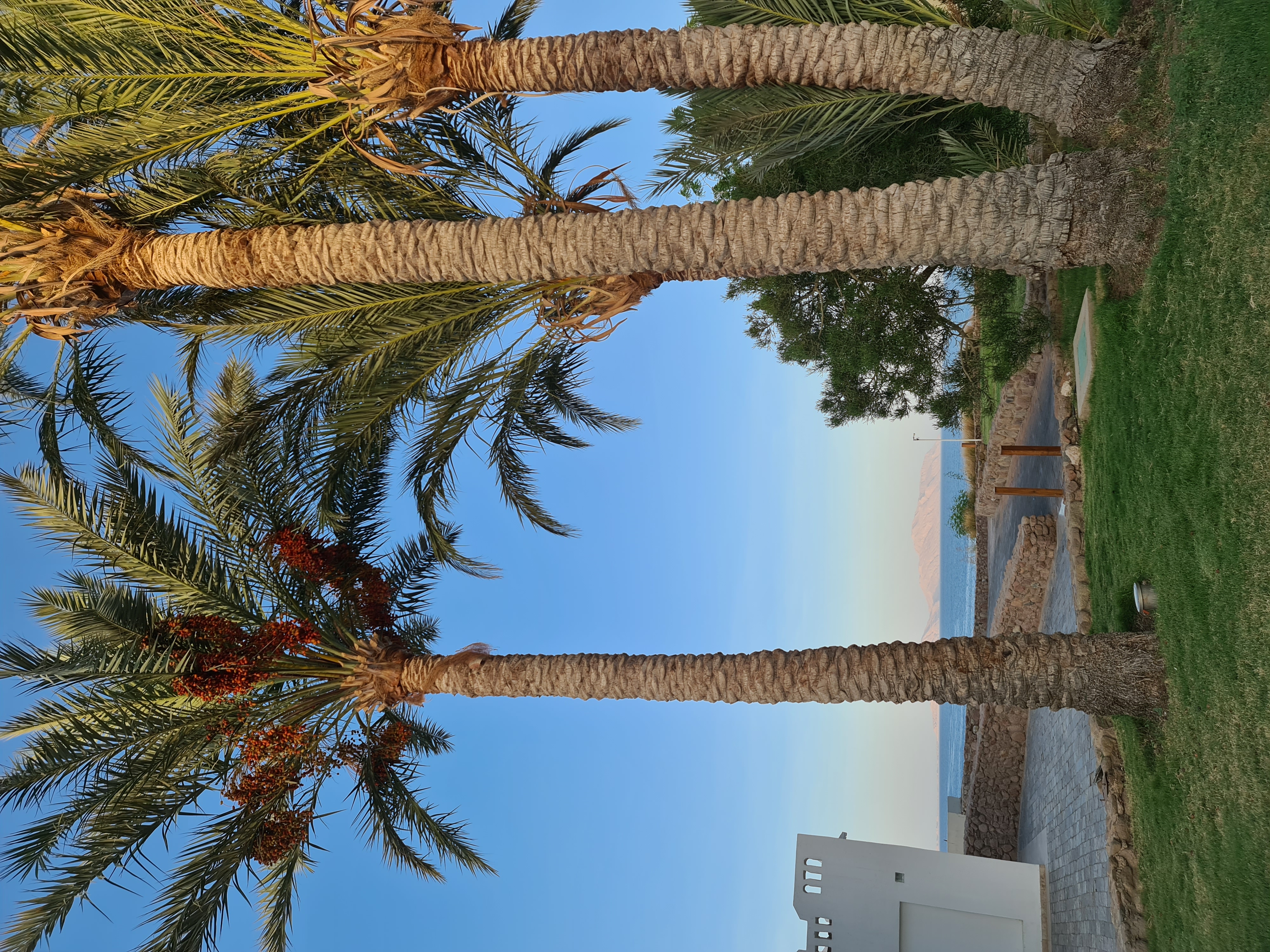 Фото Domina El Sultan Hotel & Resort