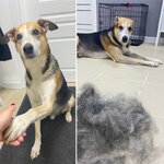 Happy Tails Moscow (Dmitrovskoye Highway, 169к8) ، صالون حيوانات أليفة