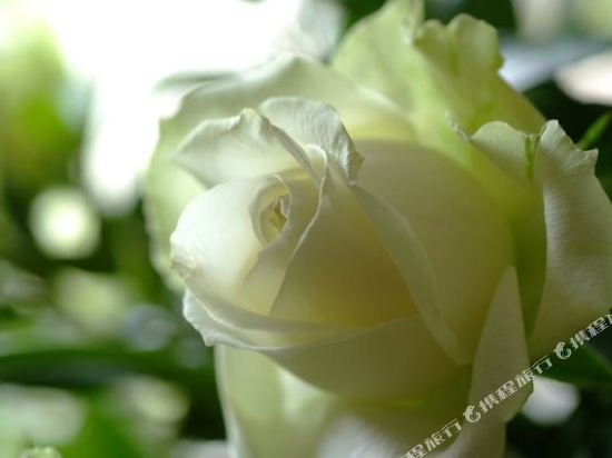 Фото Sanchia Luxury Guesthouse