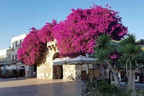 Внешний вид отеля Aegean Houses в Косе, фото 4