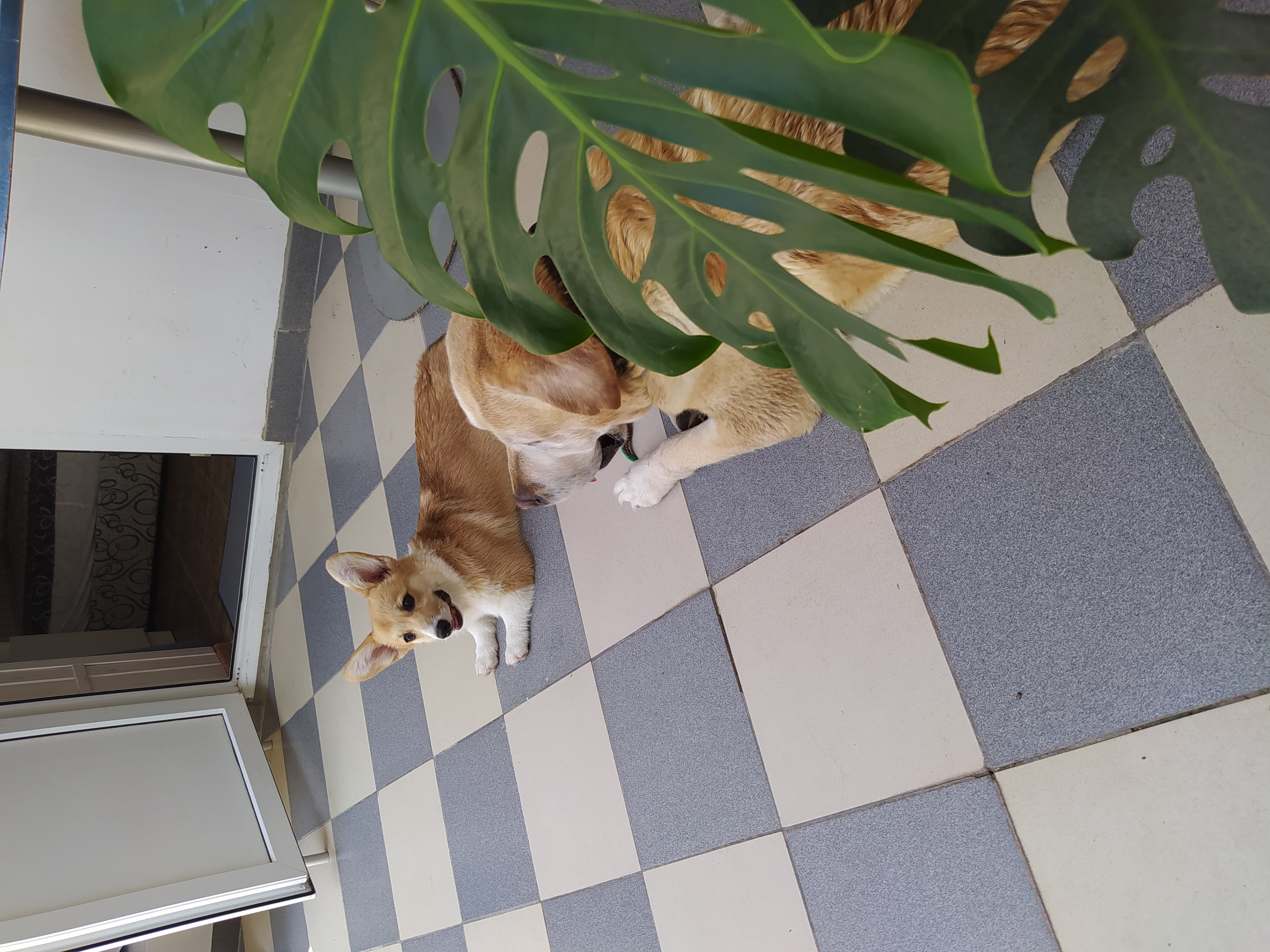 Фото Мохито