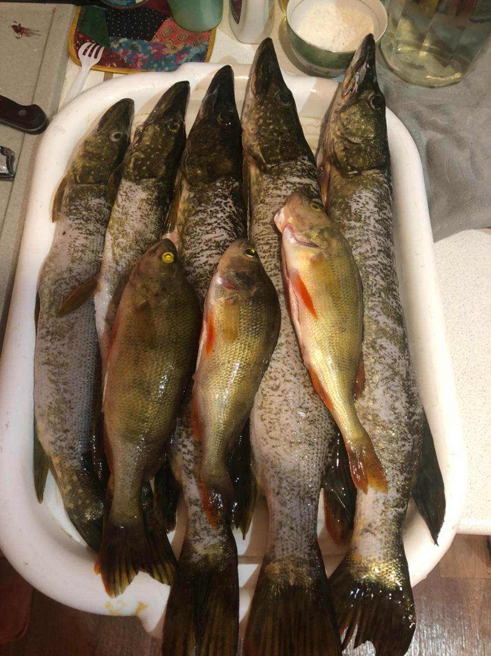 Фото Уваринка