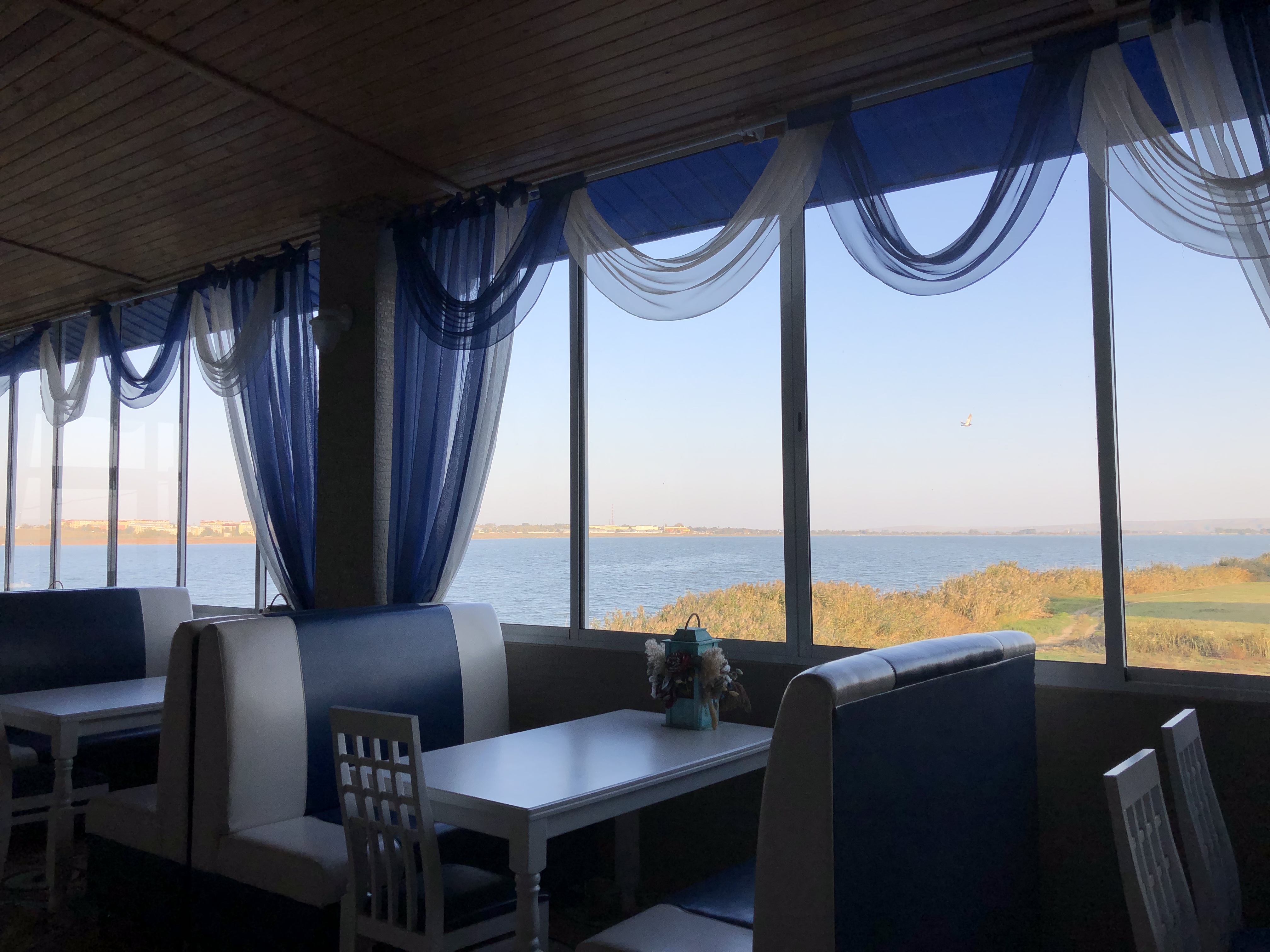 Фото Дельфин