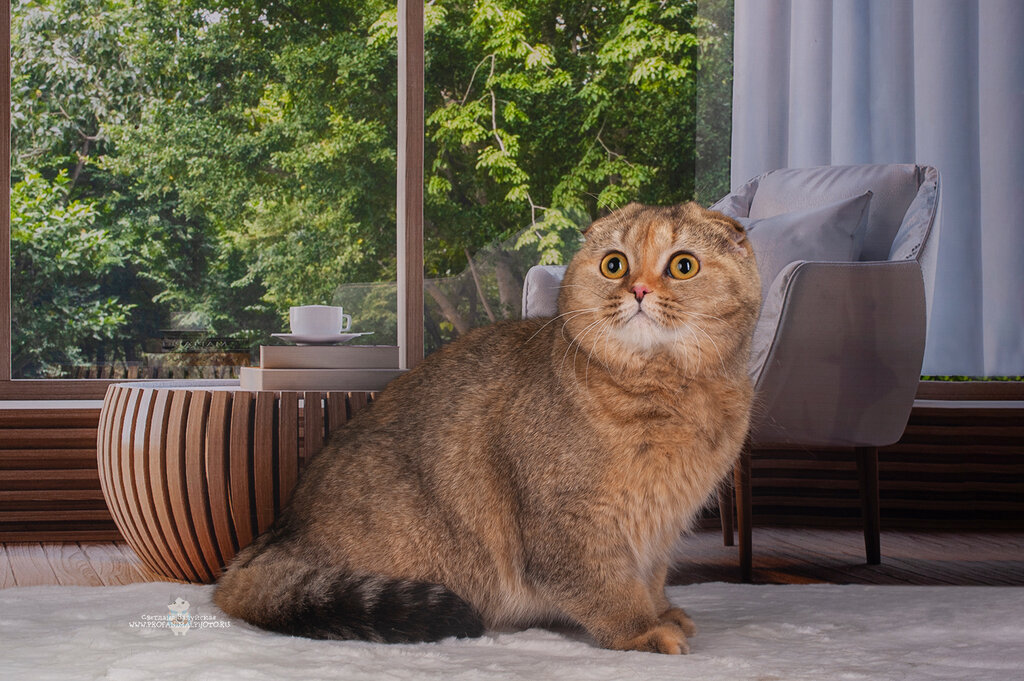 Animal nursery Murmarish, Saint Petersburg, photo