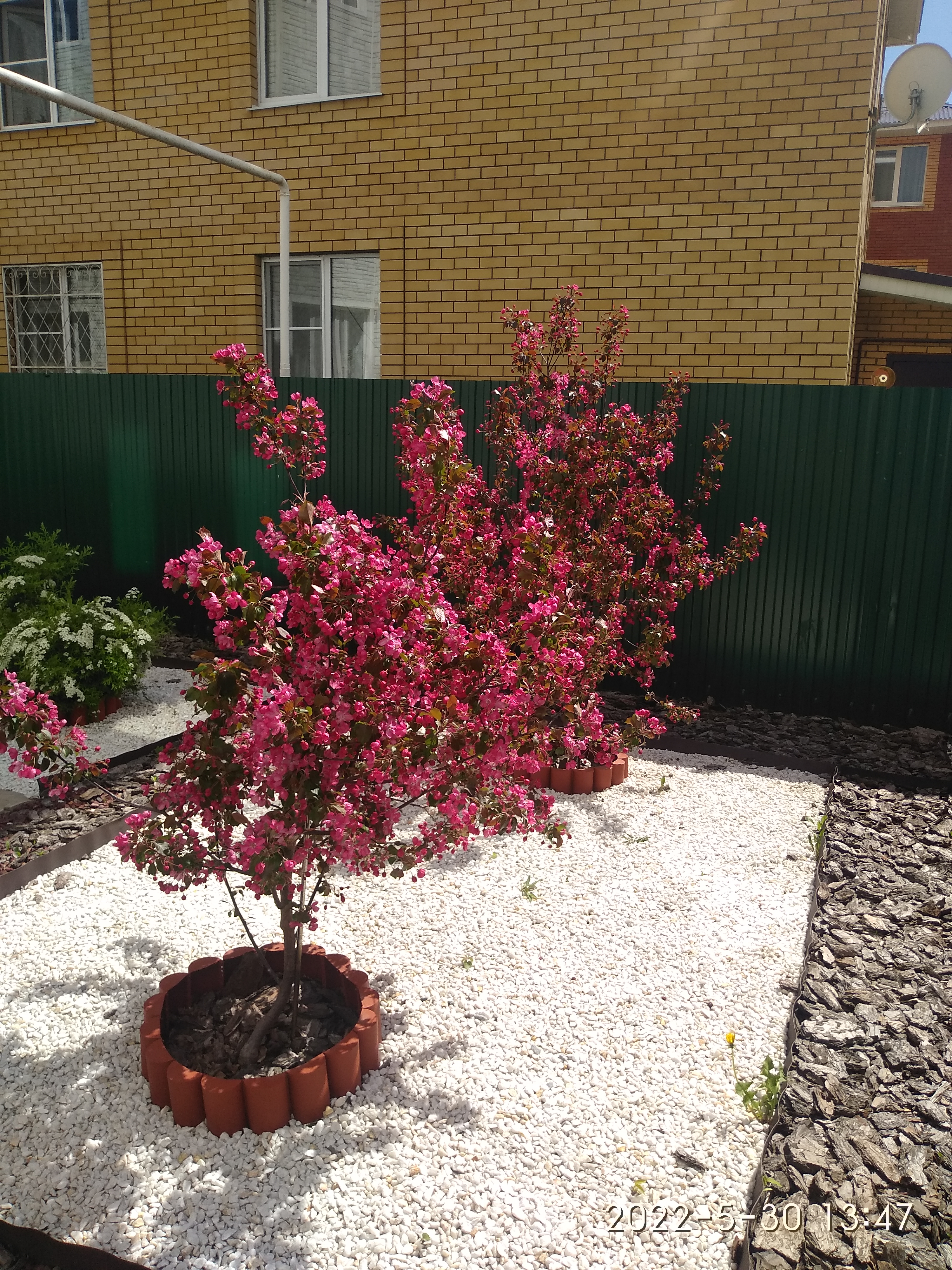 Фото Эдельвейс