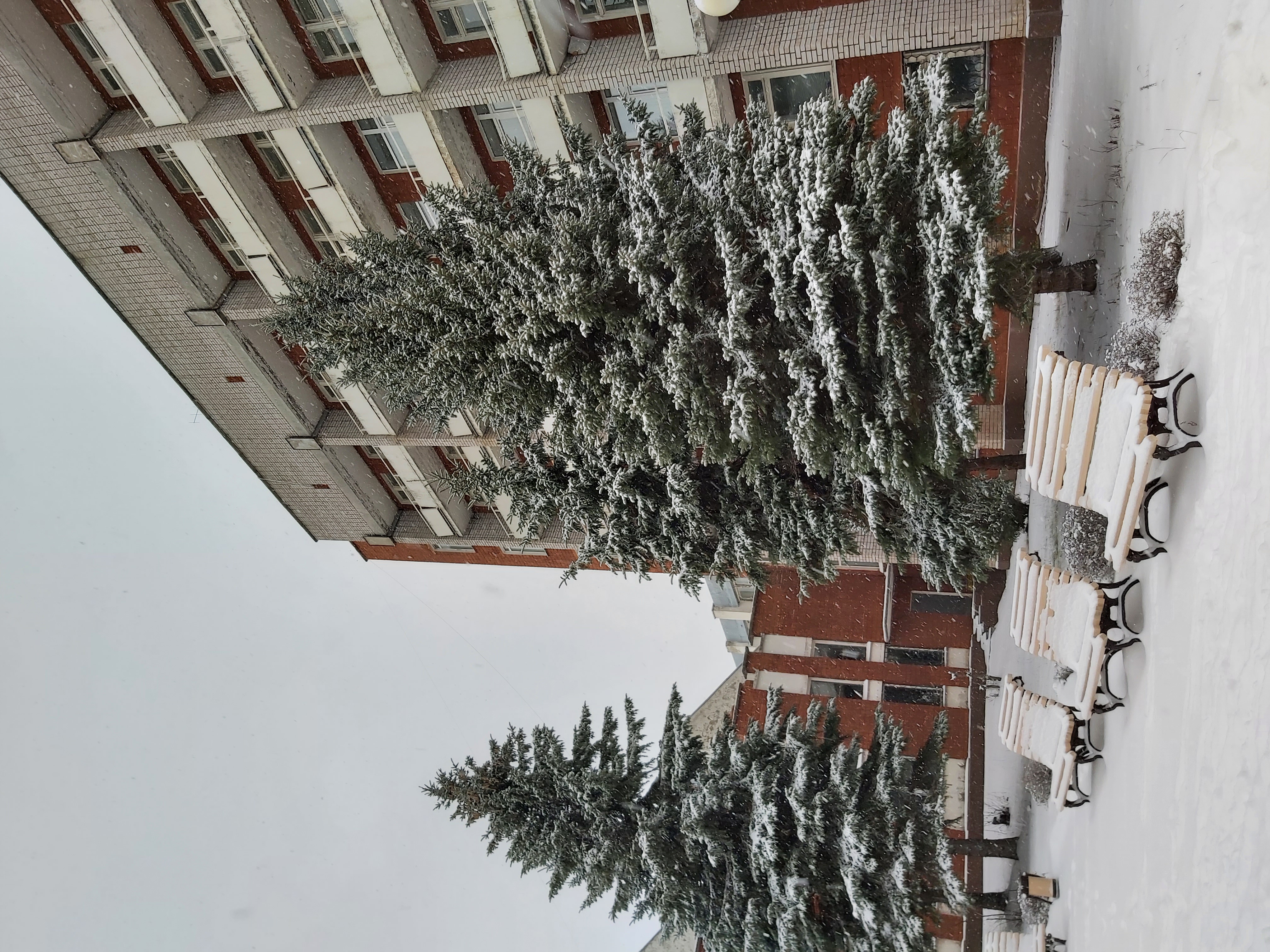 Фото Сосновый