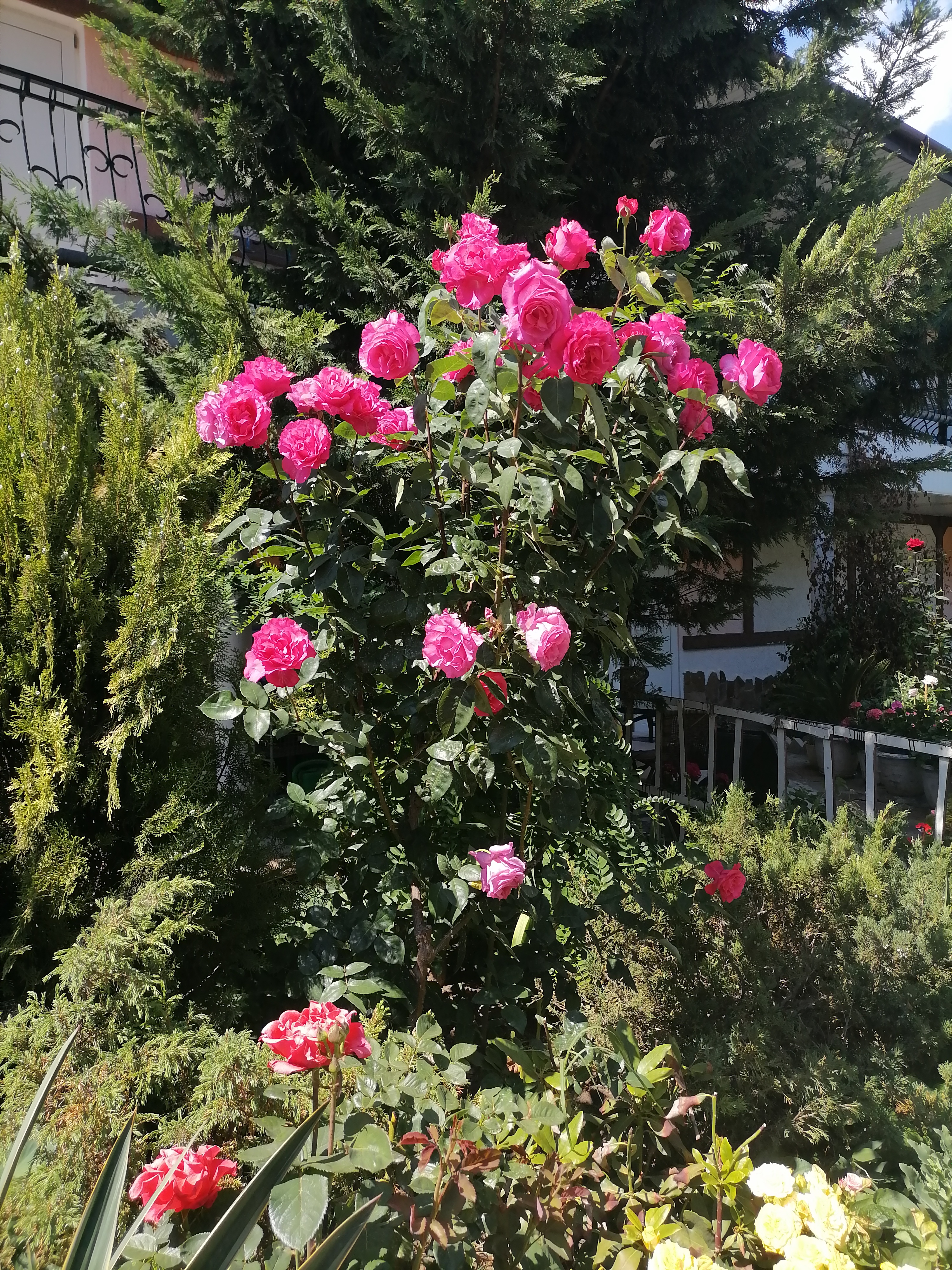 Фото Муравейник