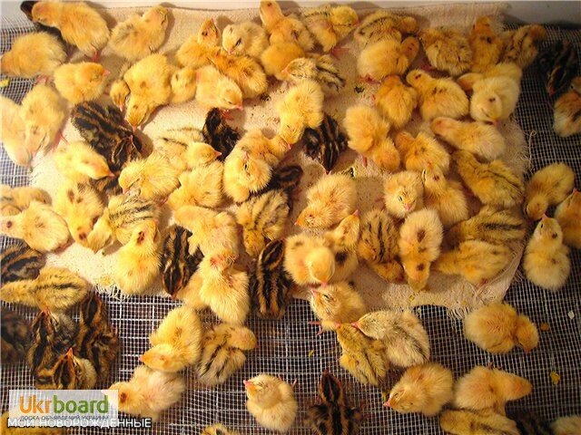 بيض ولحم الدواجن Pervay perepelinay ferma ، ، صورة