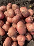 Новый РосБизнес (Ulyanovsk, zhiloy rayon Sever), vegetables and fruit wholesale
