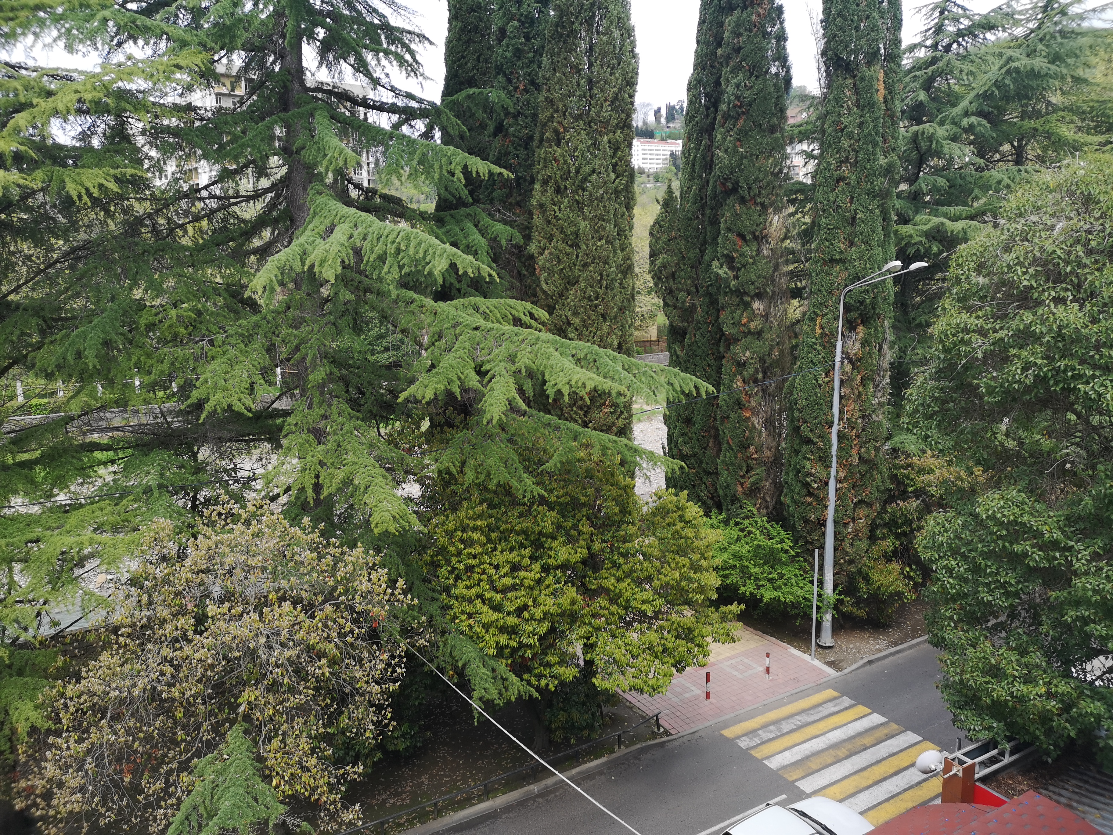 Фото Золотой Лотос