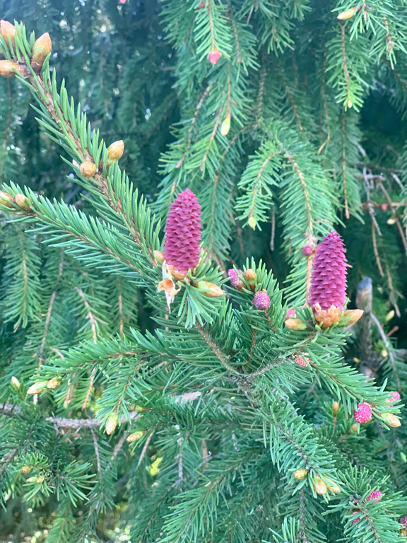 Фото Серебро Онеги