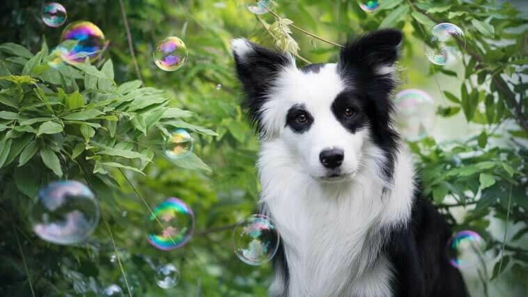 Pet shop Minnos Petshop, Torbali, photo