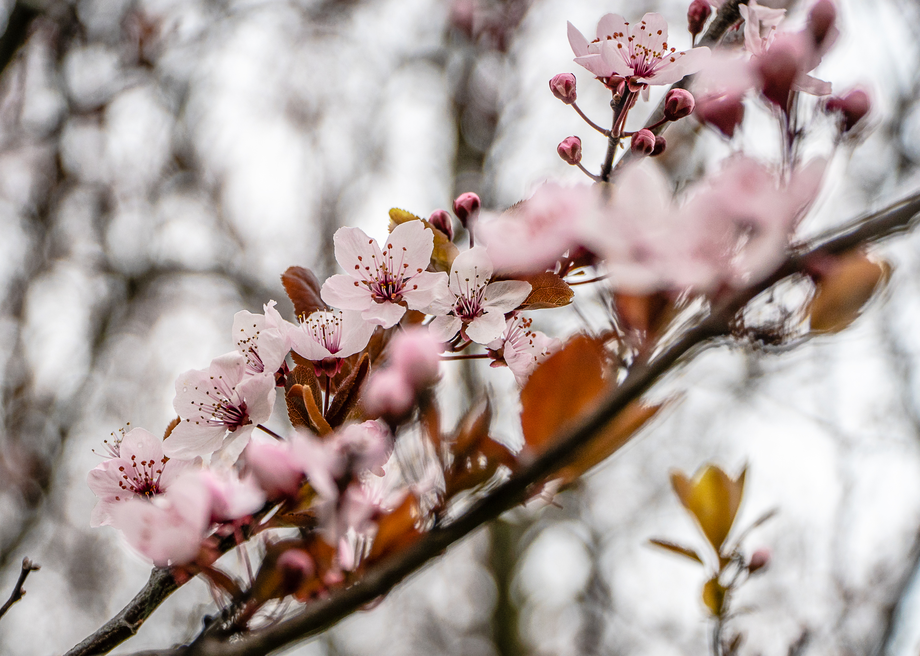 Фото Беловежское поместье