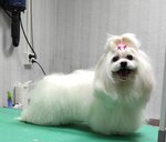 Самый Красивый Пёс (Naymushina Street, 13), pet salon