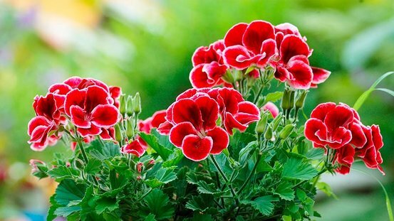 Как цветет герань фото 1a Blumen Kamm, flowers and bouquet delivery, Germany, Gaggenau, Ebersteinstraße