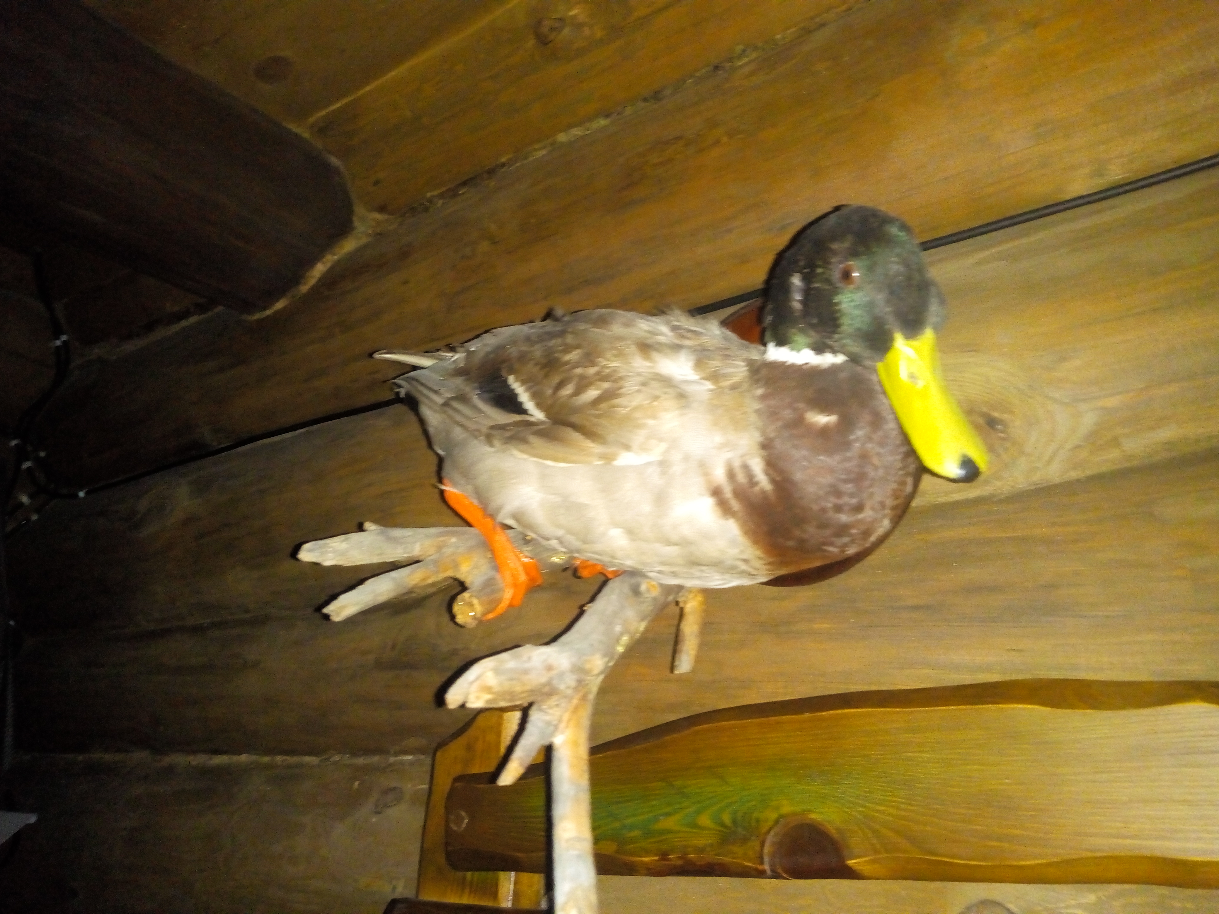 Фото Бобровая хата