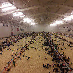 Poultry farm Köylüm-Amisos Tavukçuluk, Samsun, photo