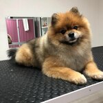 Grooming salon Barber Пёс (Gagarina Microdistrict, Krasnoarmeyskaya Street, 10), pet salon
