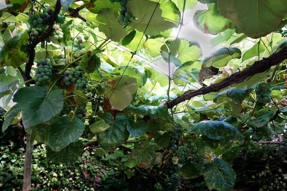Фото La Maisonette Et Son Jardin