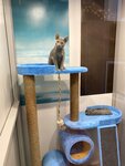 Cat Diamonds (Voroshilova Street, 2Р), pet hotel