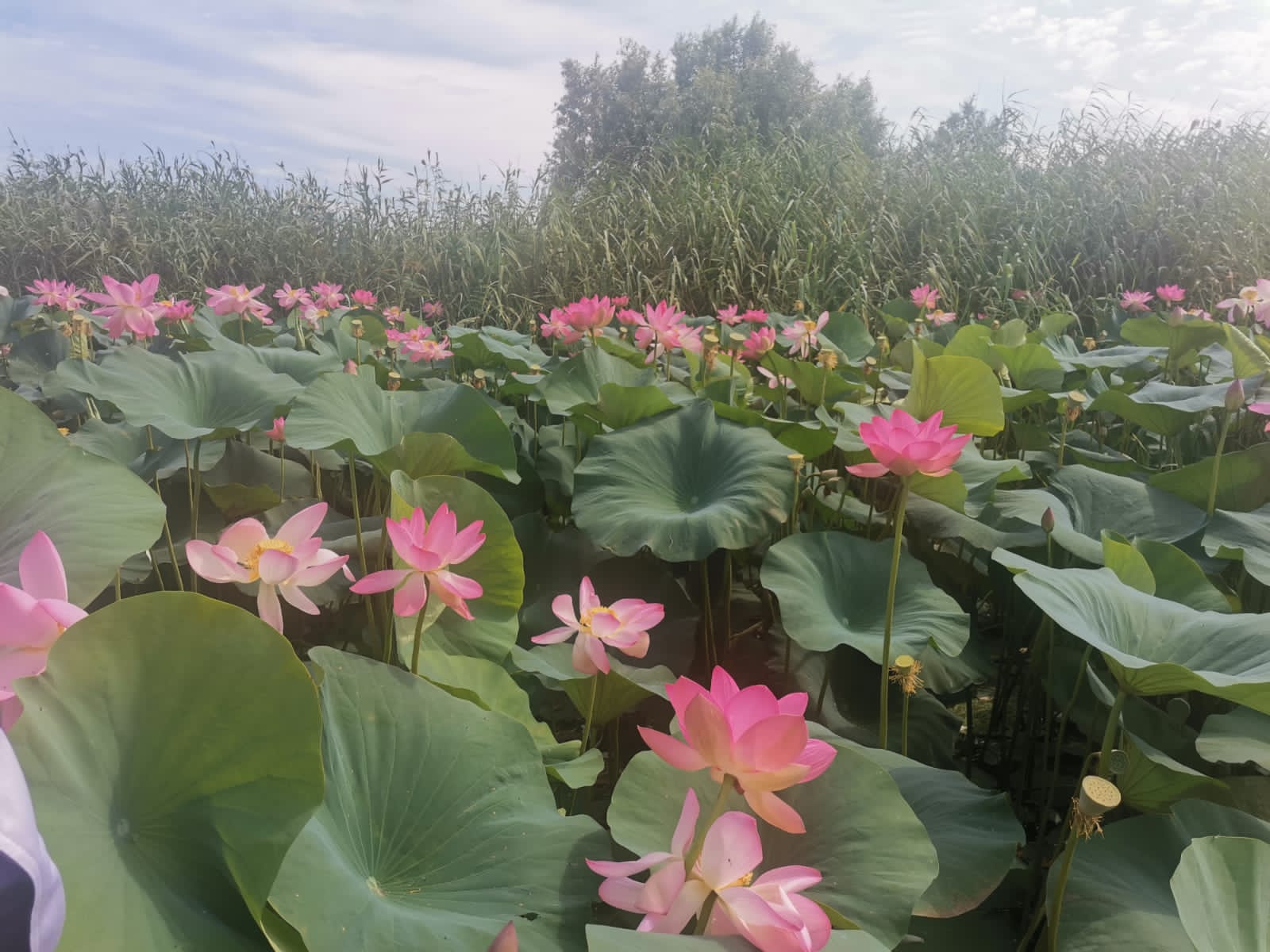 Фото Уваринка