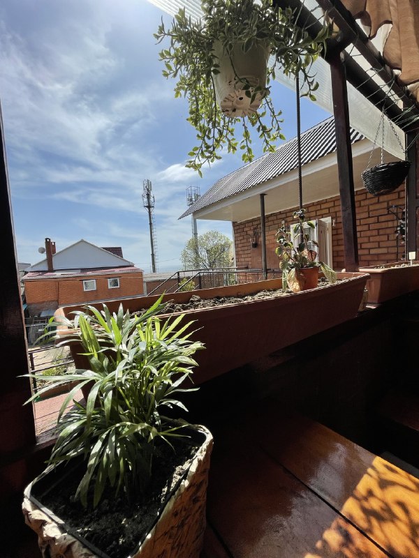 Фото Подсолнух