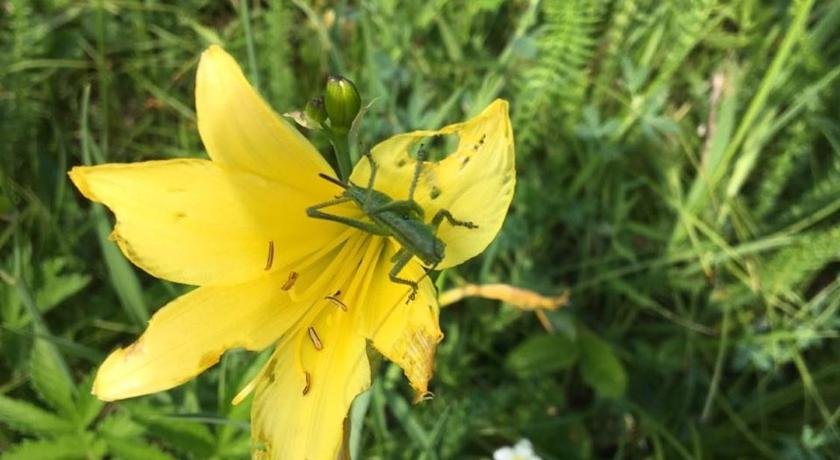 Фото Госпожа Удача