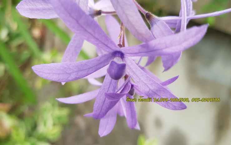 Фото Ingpha Room for rent