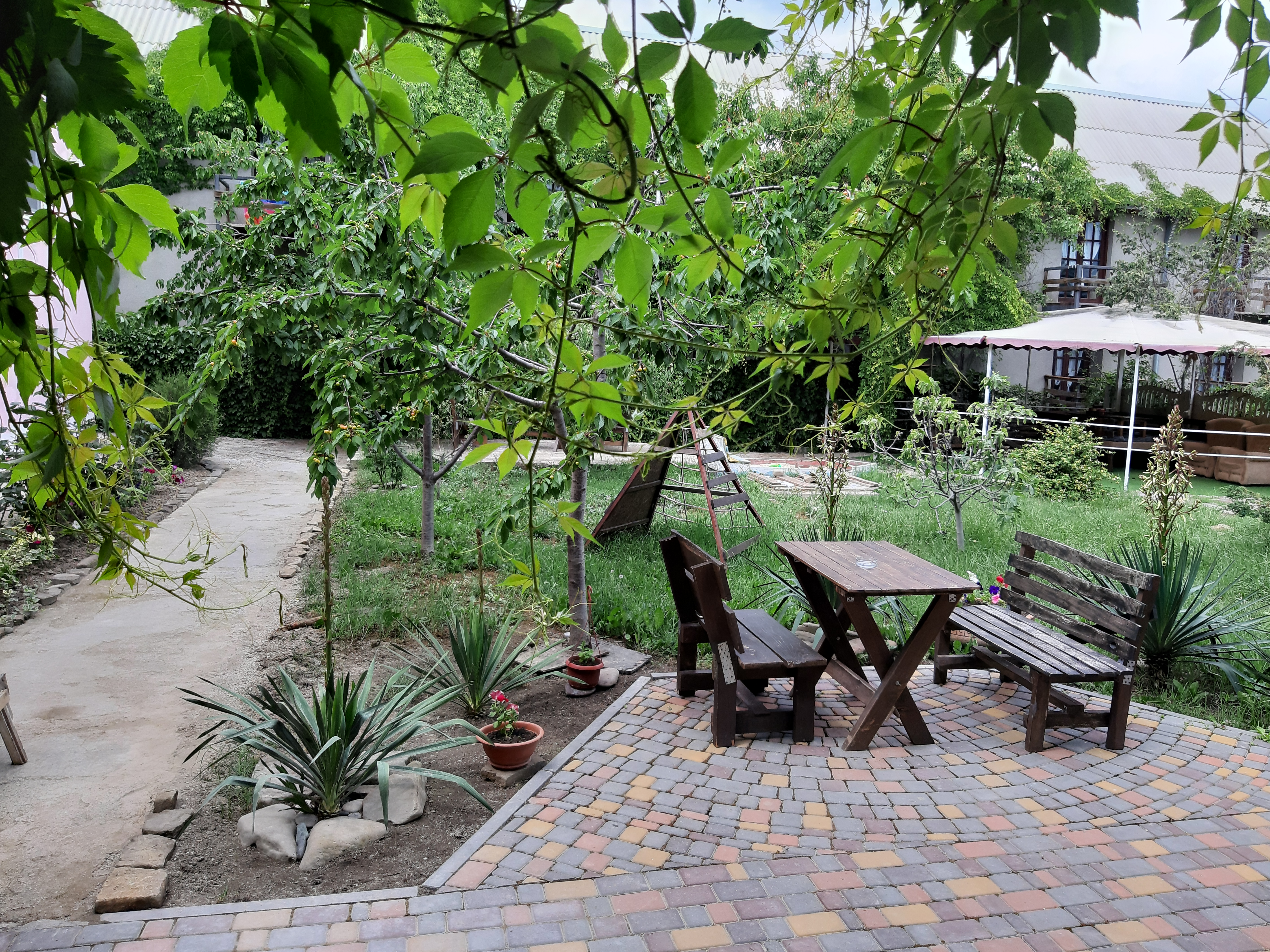 Фото Фламинго