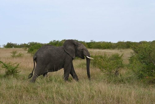 Гостиница Drunken Elephant Mara