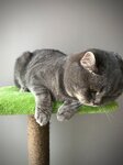 CathouseTR (Eskişehir, Tepebasi District, Camlica Neighborhood, Körfez Sok., 7), artículos para animales al por mayor