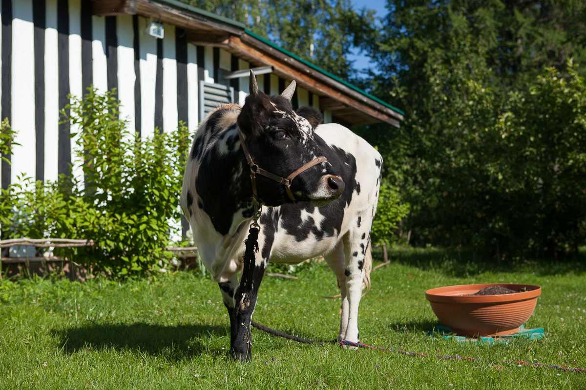 Фото Арт-Усадьба Веретьево