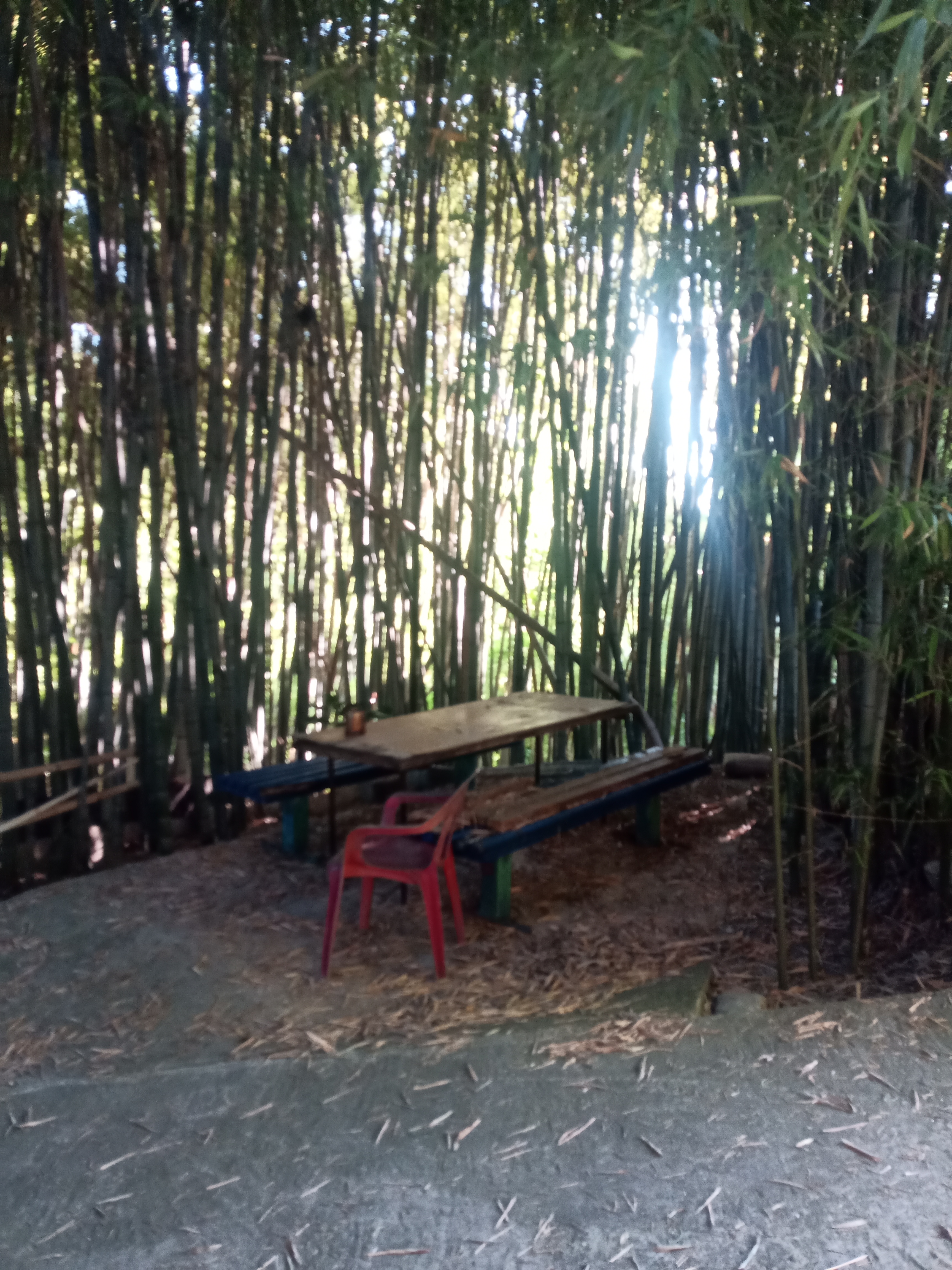 Фото Бамбучок