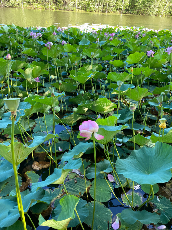 Фото Шале на воде