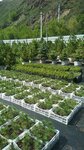 Coniferous Forests Of Siberia (Lesnaya ulitsa, 123) ، مشتل