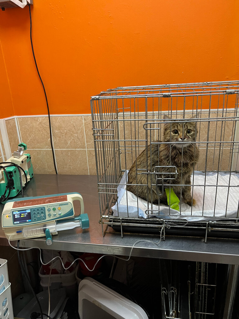 عيادة بيطرية Veterinary Clinic Aybolit Plus ، موسكو، صورة