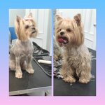 Red paws (Tikhvinskaya ulitsa, 11/1) ، صالون حيوانات أليفة