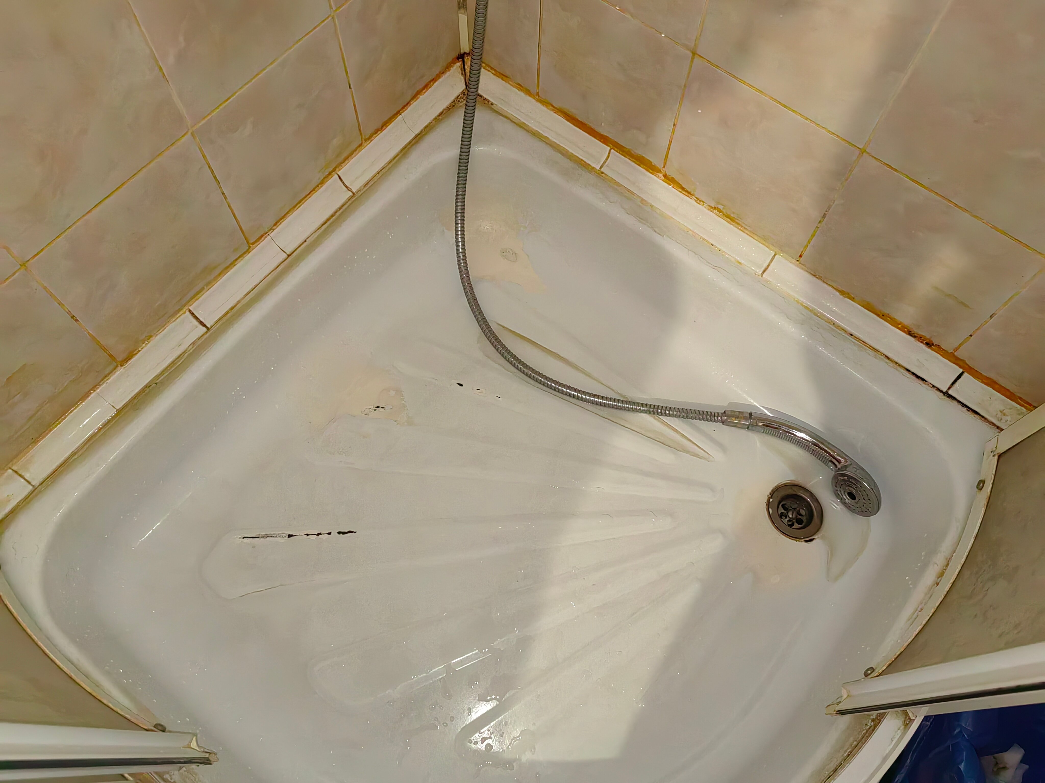 Фото Гвоздика