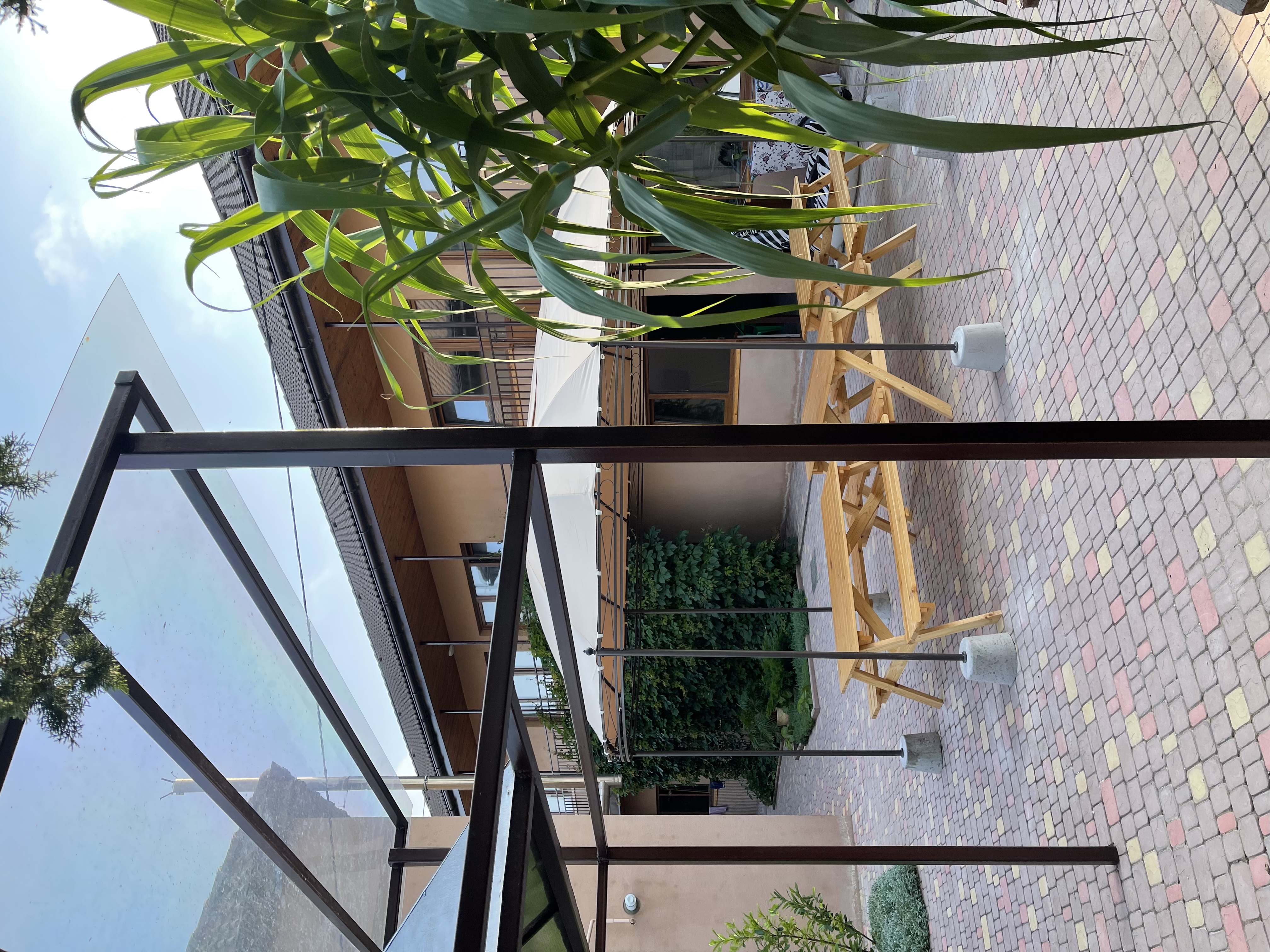 Фото Бамбук