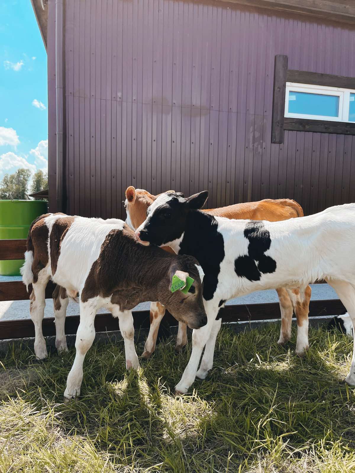 Фото Ранчо Шарье