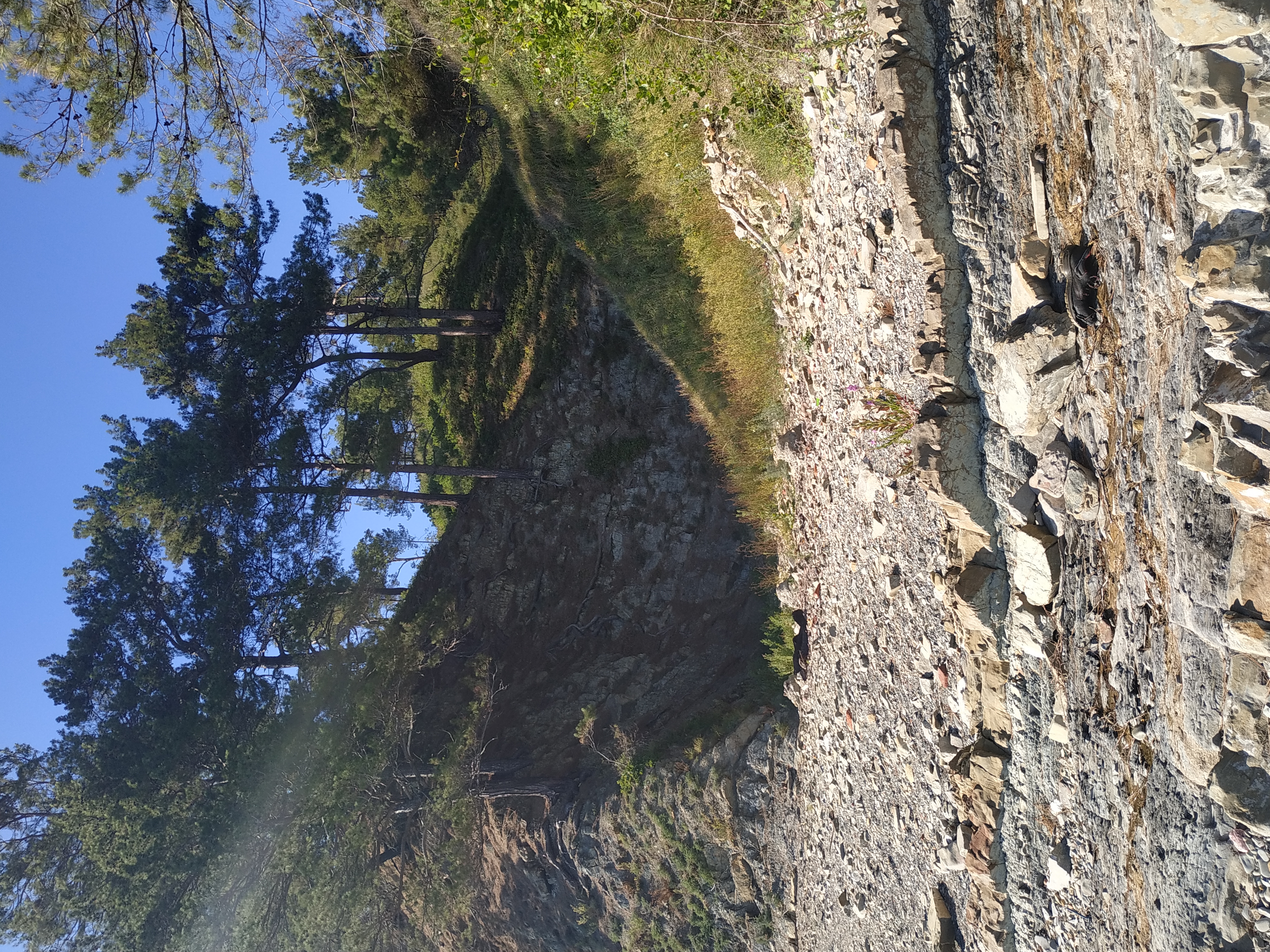 Фото Кипарис