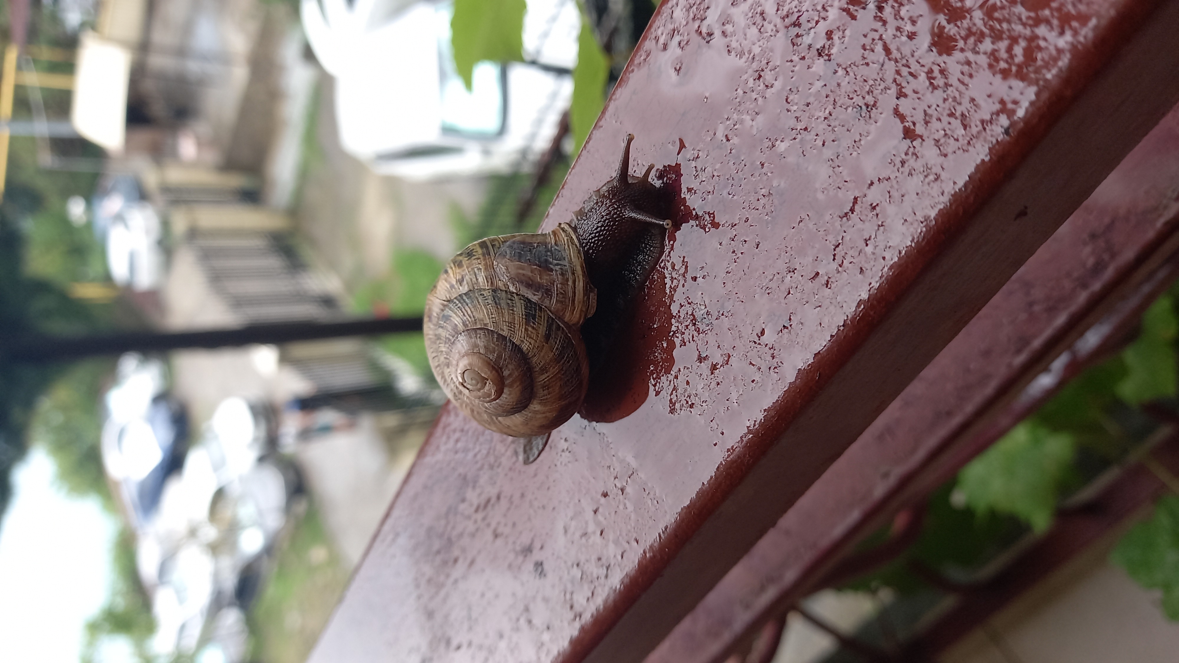 Фото Мистраль