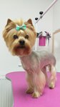 Муси-Пуси (ulitsa Chekhova, 3), pet salon