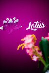 Lotus (Nakhabino Urban-type Settlement, Korolyova Street, 1), nail salon