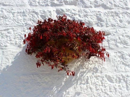 Фото Antico Mondo Rooms & Suites