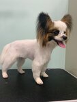 Зоосалон (selo Novopetrovskoye, Pervomayskaya ulitsa, 12А), pet salon