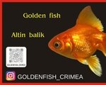 Golden Fish (улица 60 лет Октября, 29), fish and seafood