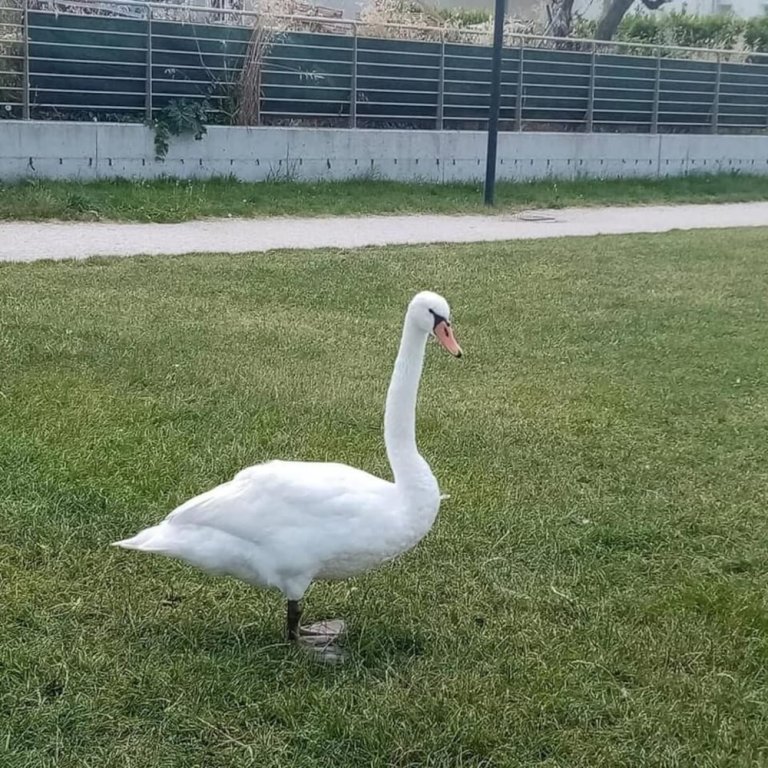 Фото Harmony Sirmione