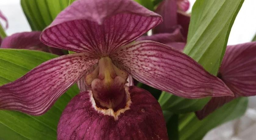 Фото Госпожа Удача